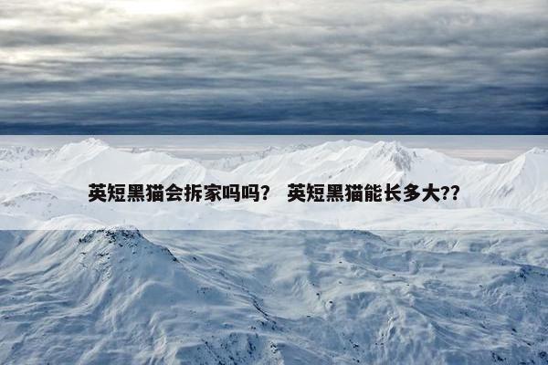 英短黑猫会拆家吗吗? 英短黑猫能长多大?? 英短黑猫会拆家吗吗? 英短黑猫能长多大??