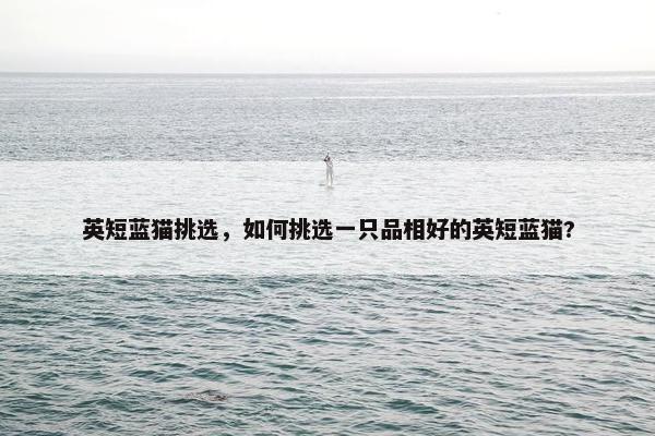 英短蓝猫挑选，如何挑选一只品相好的英短蓝猫?