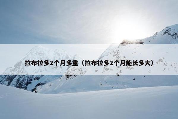 拉布拉多2个月多重（拉布拉多2个月能长多大）