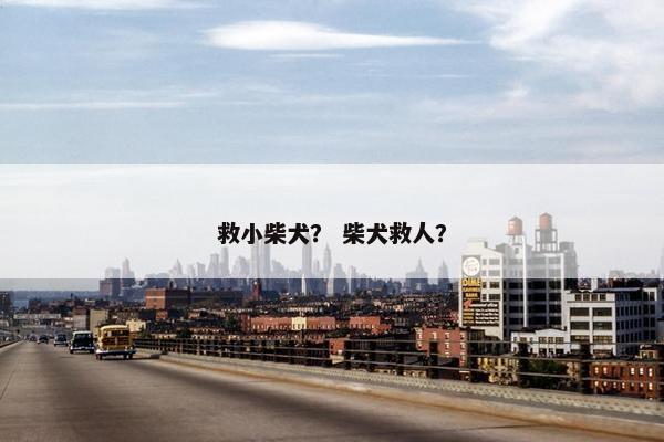 救小柴犬? 柴犬救人? 救小柴犬? 柴犬救人?