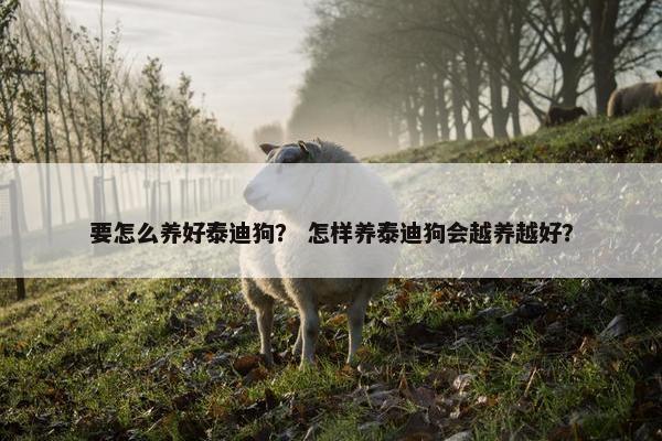 要怎么养好泰迪狗？ 怎样养泰迪狗会越养越好？