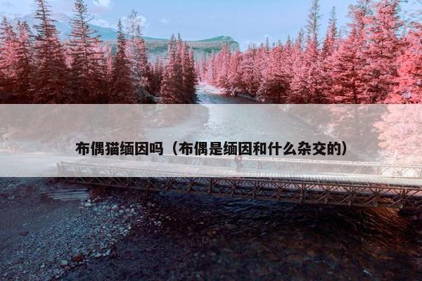 布偶猫缅因吗(布偶是缅因和什么杂交的)