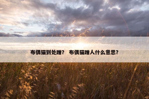 布偶猫到处蹭? 布偶猫蹭人什么意思?