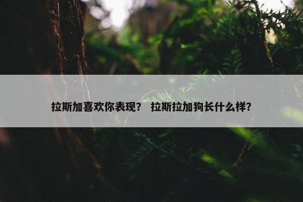 拉斯加喜欢你表现？ 拉斯拉加狗长什么样？