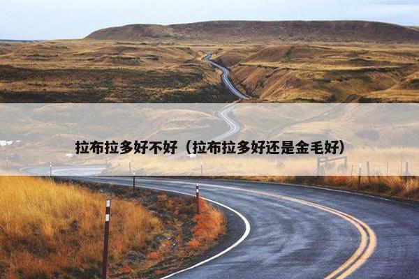 拉布拉多好不好（拉布拉多好还是金毛好）