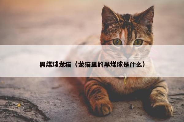 黑煤球龙猫（龙猫里的黑煤球是什么）