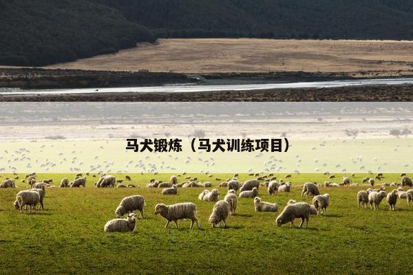 马犬锻炼(马犬训练项目)