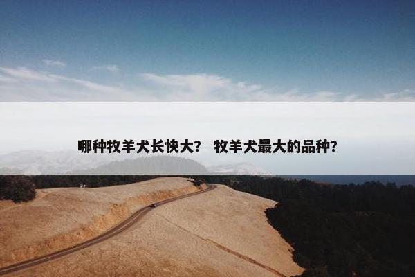 哪种牧羊犬长快大? 牧羊犬最大的品种?