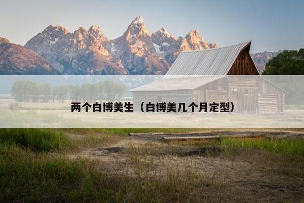 两个白博美生（白博美几个月定型）