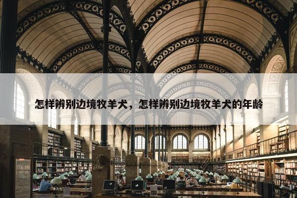 怎样辨别边境牧羊犬,怎样辨别边境牧羊犬的年龄