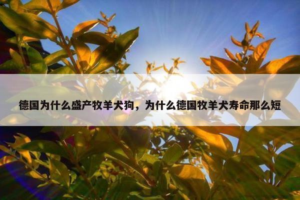 德国为什么盛产牧羊犬狗,为什么德国牧羊犬寿命那么短