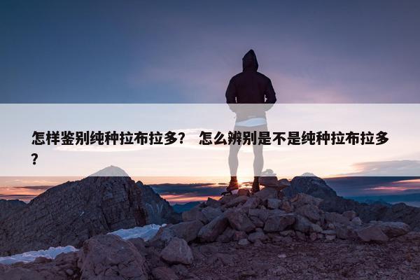 怎样鉴别纯种拉布拉多？ 怎么辨别是不是纯种拉布拉多？