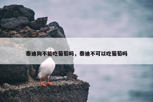泰迪狗不能吃葡萄吗,泰迪不可以吃葡萄吗