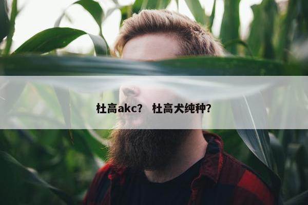 杜高akc？ 杜高犬纯种？