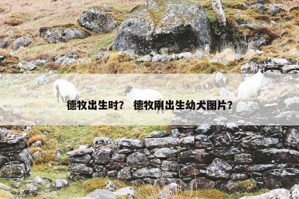 德牧出生时? 德牧刚出生幼犬图片?