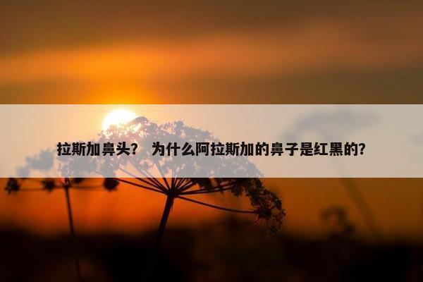 拉斯加鼻头？ 为什么阿拉斯加的鼻子是红黑的？