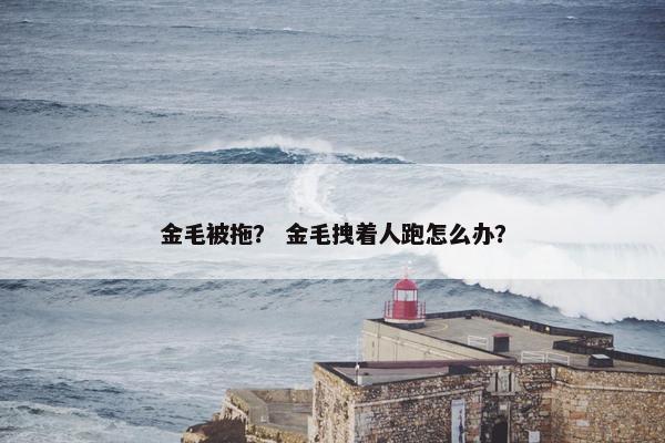 金毛被拖？ 金毛拽着人跑怎么办？