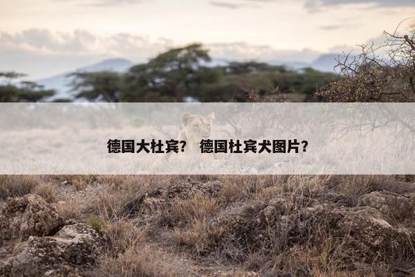 德国大杜宾? 德国杜宾犬图片?