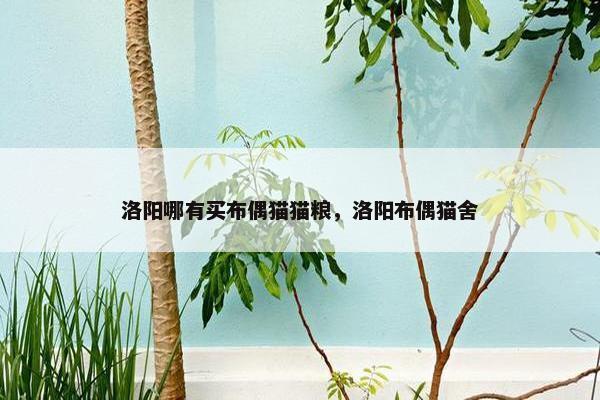 洛阳哪有买布偶猫猫粮，洛阳布偶猫舍