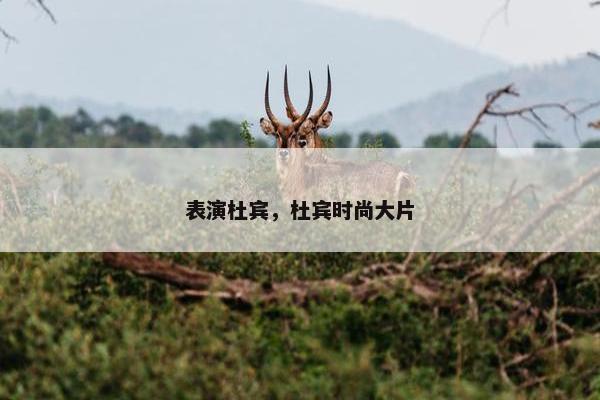 表演杜宾，杜宾时尚大片