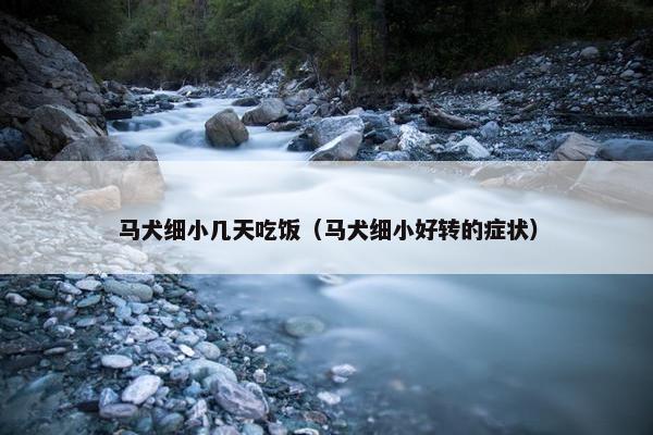 马犬细小几天吃饭（马犬细小好转的症状）