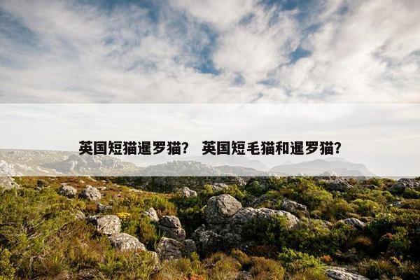 英国短猫暹罗猫？ 英国短毛猫和暹罗猫？