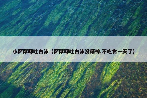 小萨摩耶吐白沫(萨摩耶吐白沫没精神,不吃食一天了)