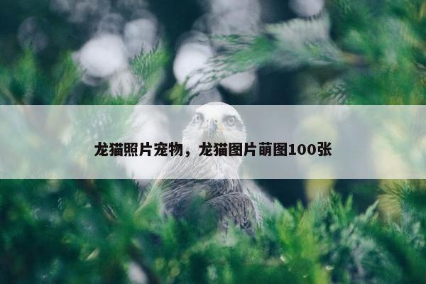 龙猫照片宠物,龙猫图片萌图100张