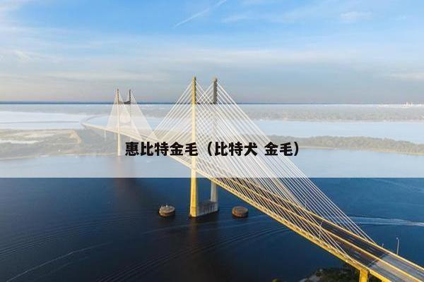 惠比特金毛（比特犬 金毛）