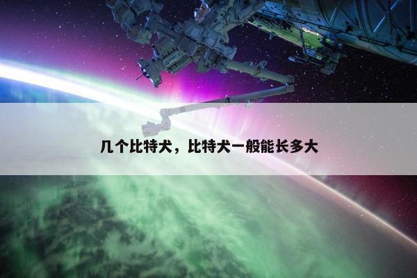 几个比特犬，比特犬一般能长多大