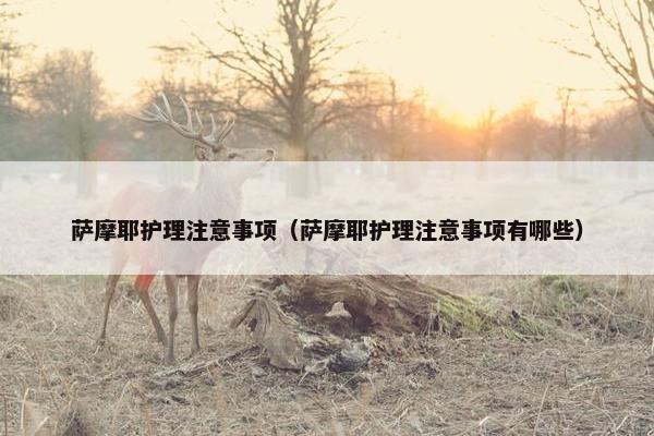 萨摩耶护理注意事项（萨摩耶护理注意事项有哪些）