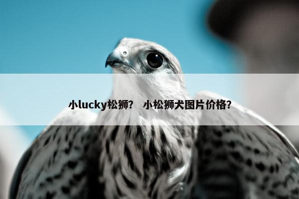 小lucky松狮？ 小松狮犬图片价格？