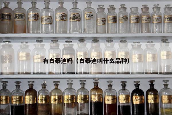 有白泰迪吗（白泰迪叫什么品种）