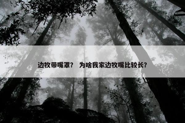边牧带嘴罩？ 为啥我家边牧嘴比较长？