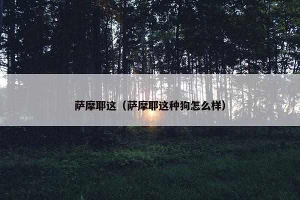 萨摩耶这（萨摩耶这种狗怎么样）