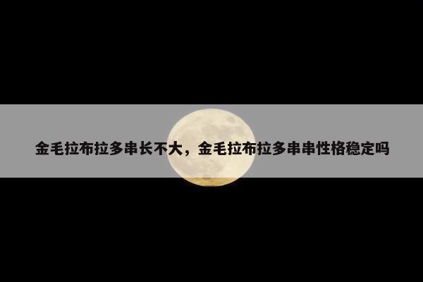 金毛拉布拉多串长不大，金毛拉布拉多串串性格稳定吗