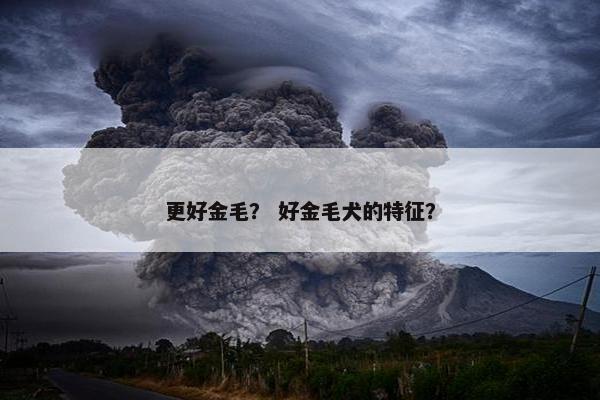 更好金毛？ 好金毛犬的特征？