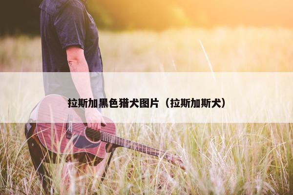 拉斯加黑色猎犬图片（拉斯加斯犬）