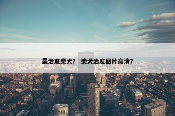 最治愈柴犬？ 柴犬治愈图片高清？