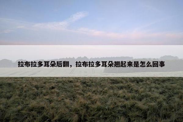 拉布拉多耳朵后翻，拉布拉多耳朵翘起来是怎么回事