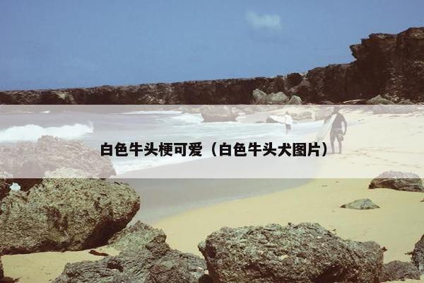 白色牛头梗可爱（白色牛头犬图片）