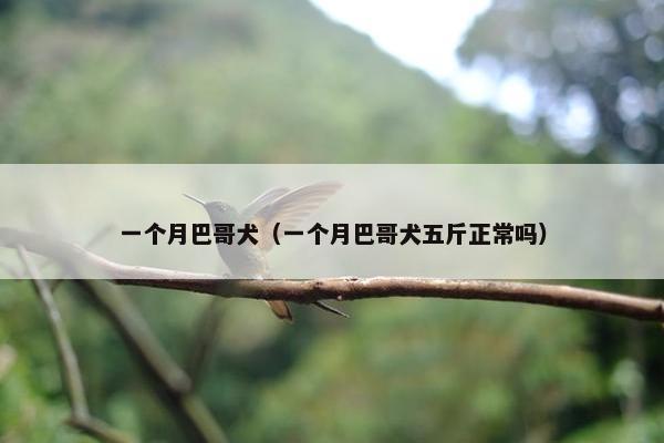 一个月巴哥犬（一个月巴哥犬五斤正常吗）