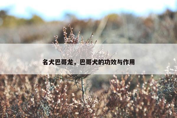 名犬巴哥龙，巴哥犬的功效与作用