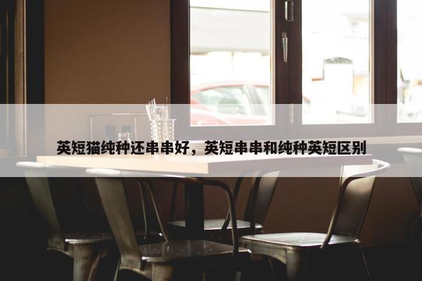 英短猫纯种还串串好，英短串串和纯种英短区别