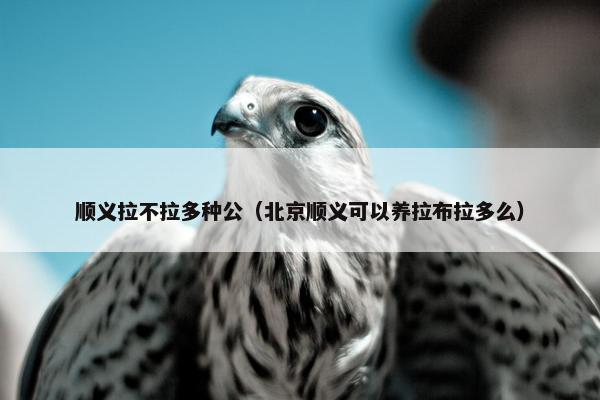 顺义拉不拉多种公（北京顺义可以养拉布拉多么）