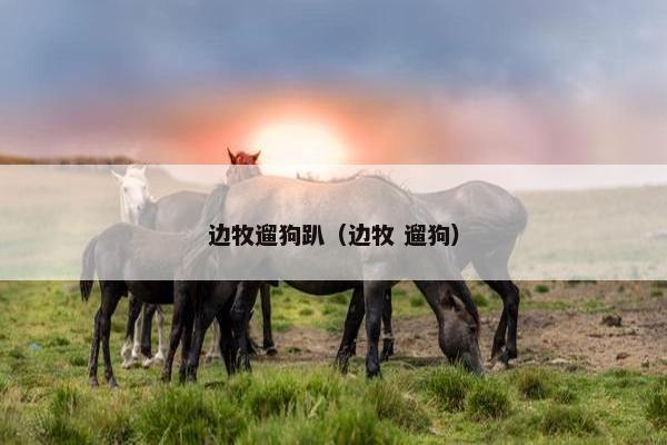 边牧遛狗趴（边牧 遛狗）