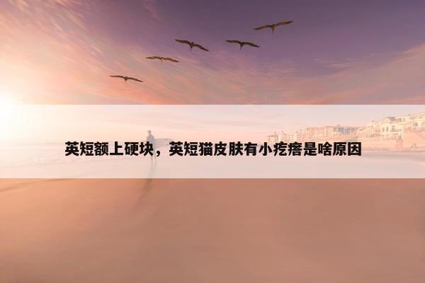英短额上硬块，英短猫皮肤有小疙瘩是啥原因