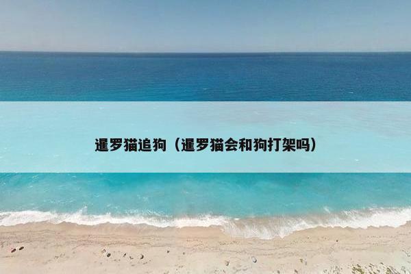 暹罗猫追狗（暹罗猫会和狗打架吗）