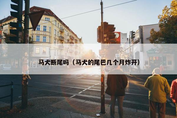 马犬断尾吗（马犬的尾巴几个月炸开）