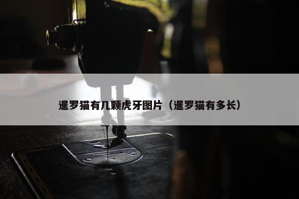 暹罗猫有几颗虎牙图片（暹罗猫有多长）